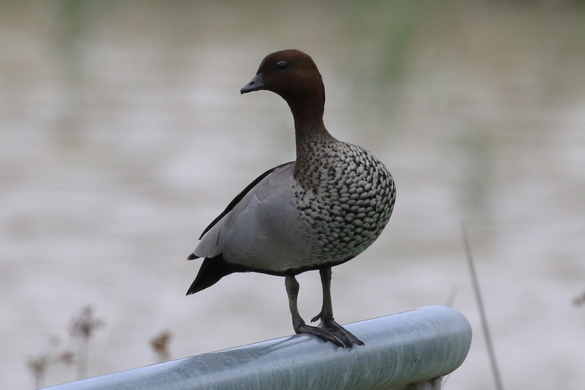 Maned Duck - ML613491675