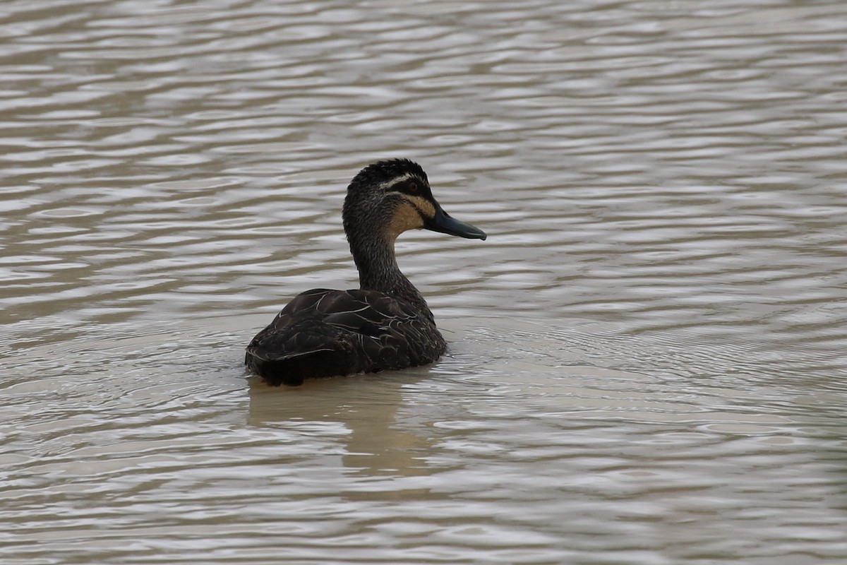 Pacific Black Duck - ML613491678