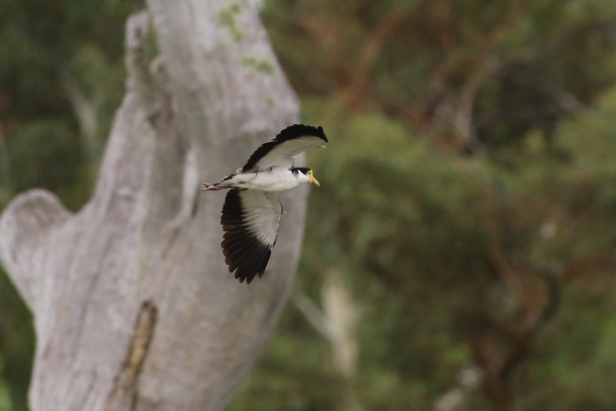 Masked Lapwing (Black-shouldered) - ML613491681