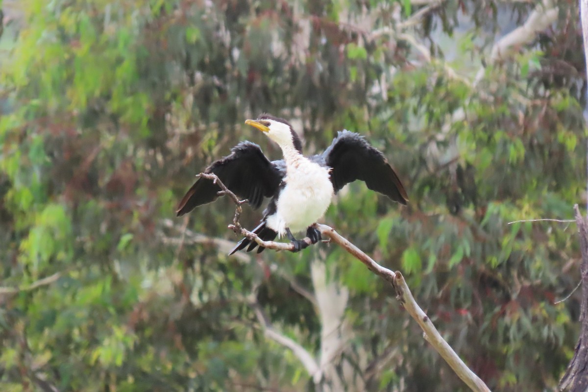 Little Pied Cormorant - ML613491683