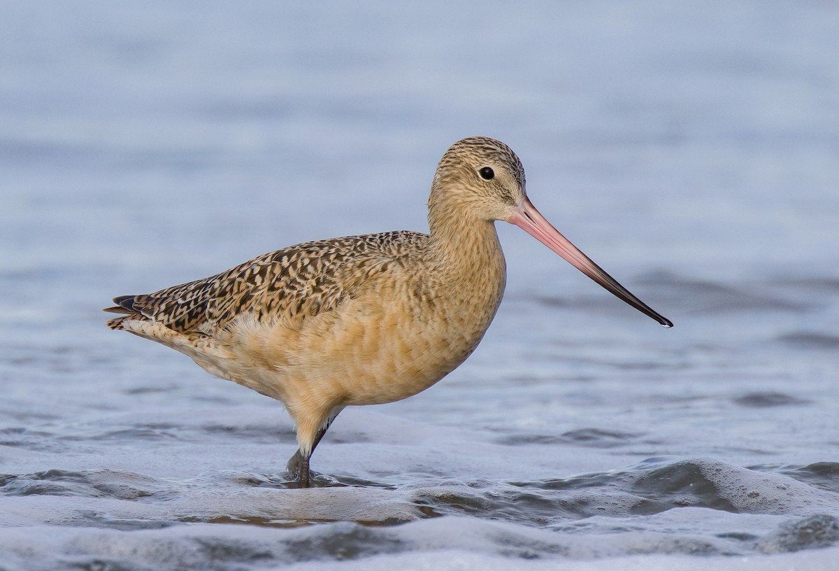 Marbled Godwit - ML613491745