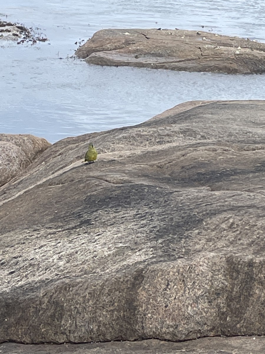 Rock Parrot - ML613491755