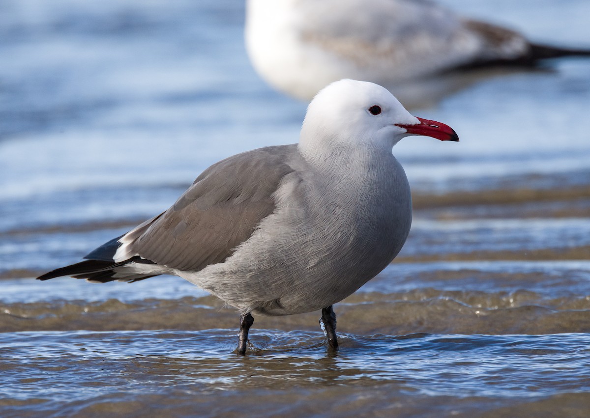 Heermann's Gull - ML613491768