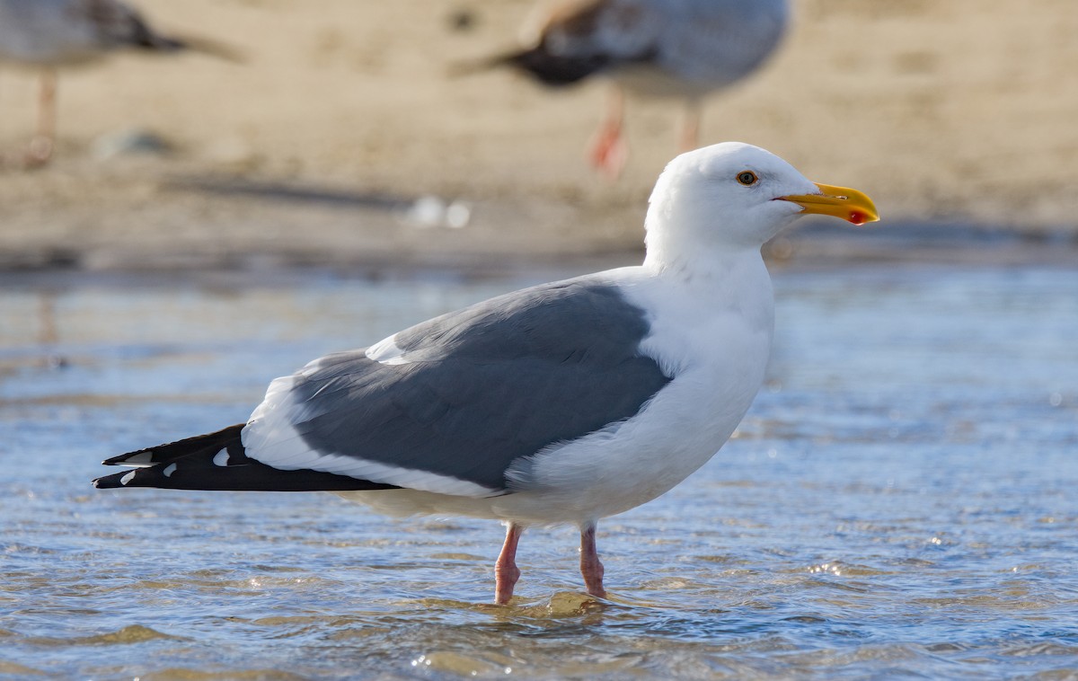 Western Gull - ML613491771