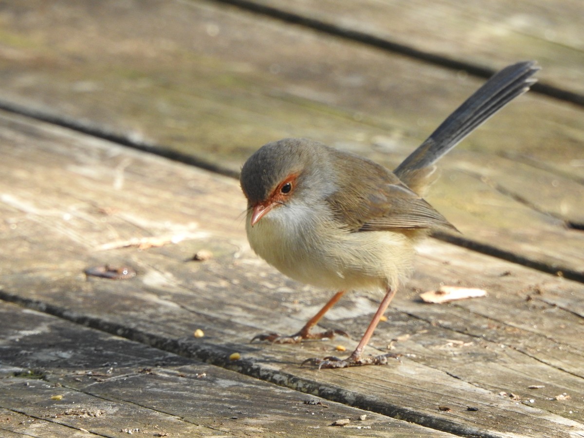 Superb Fairywren - Kerry Vickers