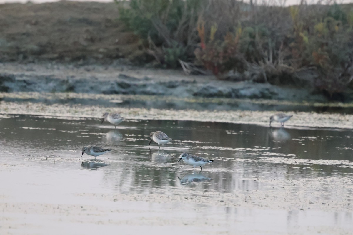 Spoon-billed Sandpiper - ML613491842