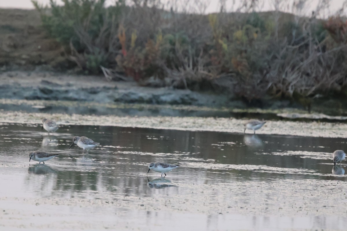 Spoon-billed Sandpiper - ML613491843