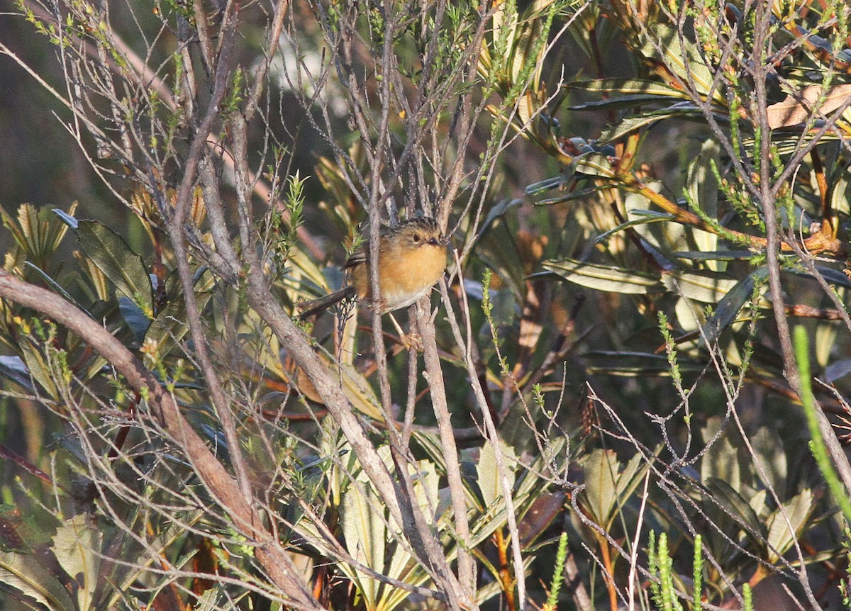 Southern Emuwren - ML613491855