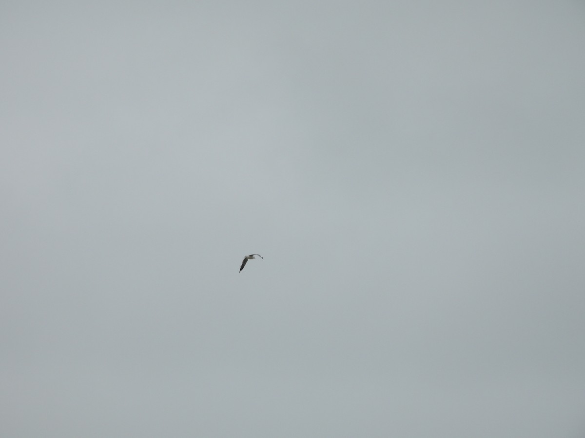 Mouette argentée (scopulinus) - ML613491859