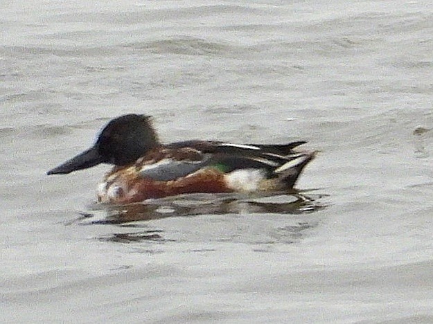 Northern Shoveler - ML613491883