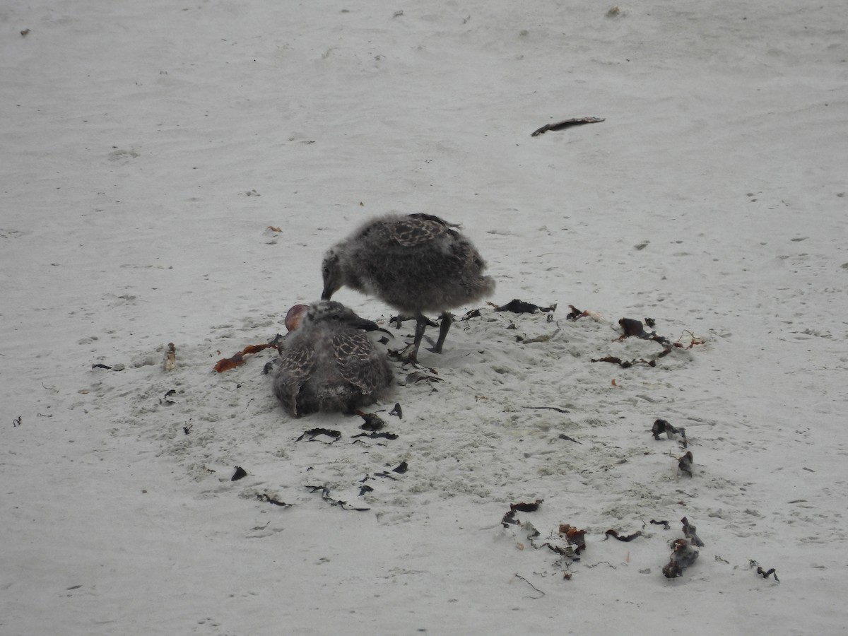 Kelp Gull - Kevin Rohling