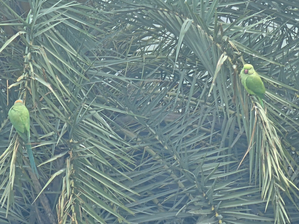 Yeşil Papağan - ML613491930
