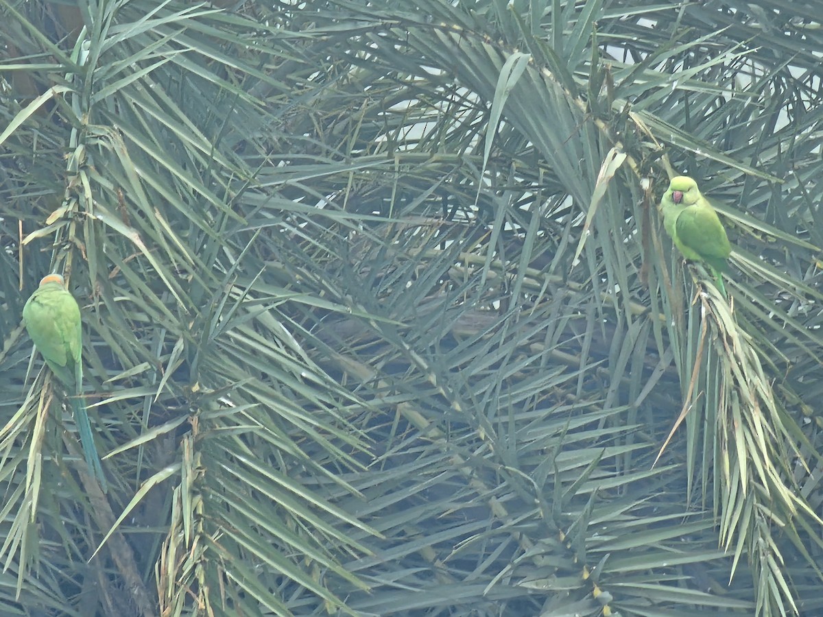 Rose-ringed Parakeet - ML613491930