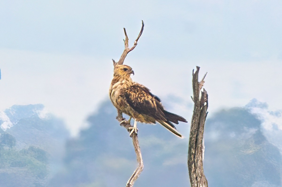 Whistling Kite - ML613491994