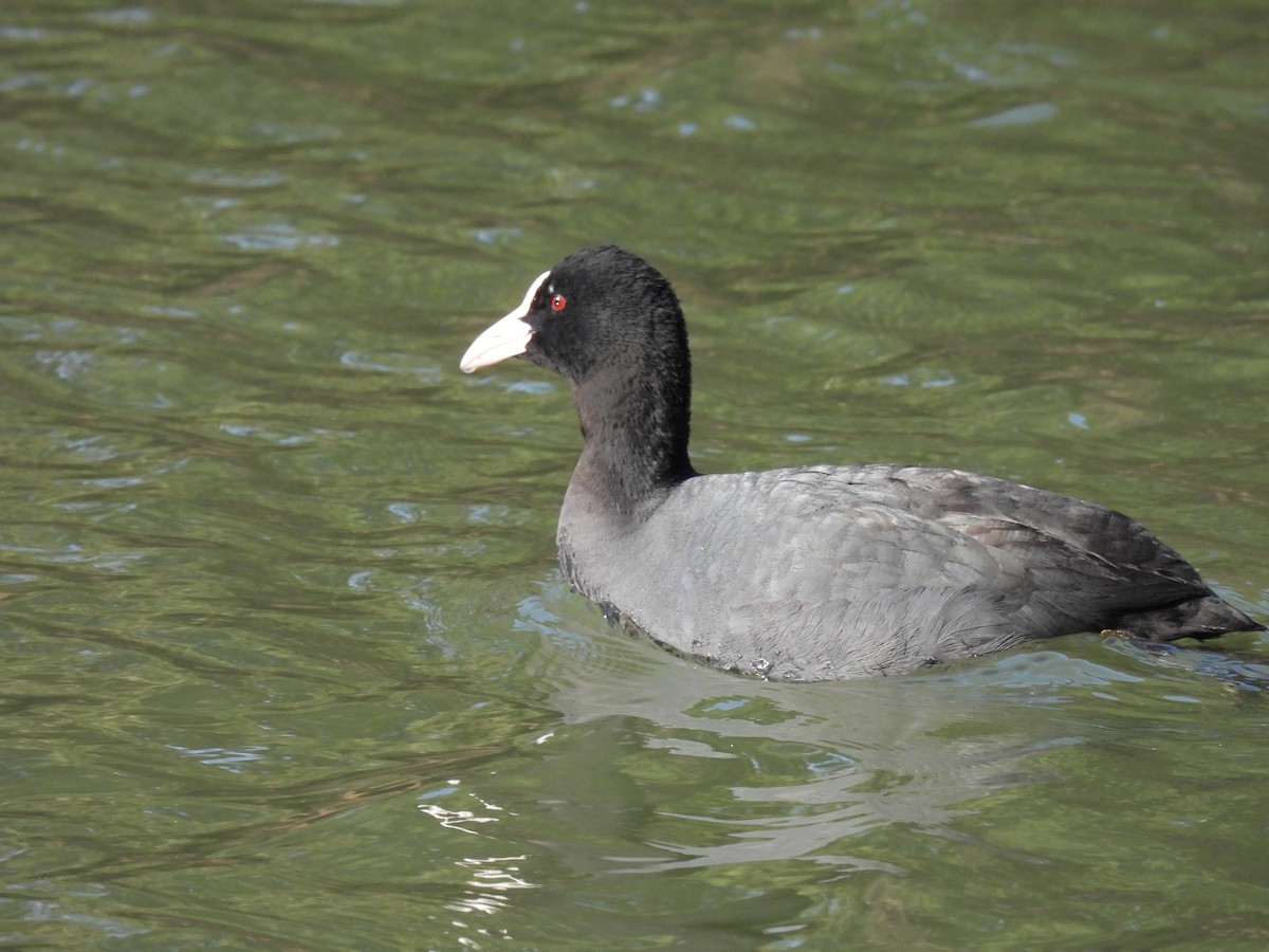 Eurasian Coot - ML613492002