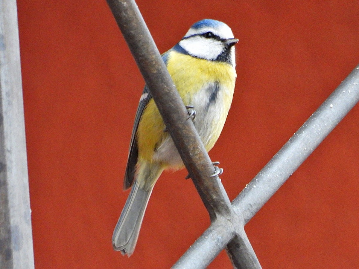 Eurasian Blue Tit - ML613492003