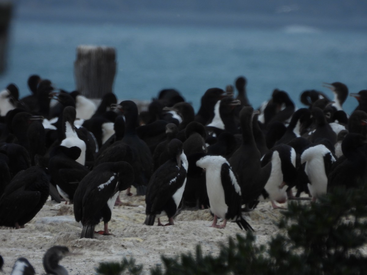 Cormorán de Stewart (chalconotus) - ML613492018