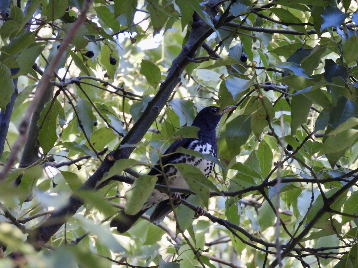 Japanese Thrush - ML613492020
