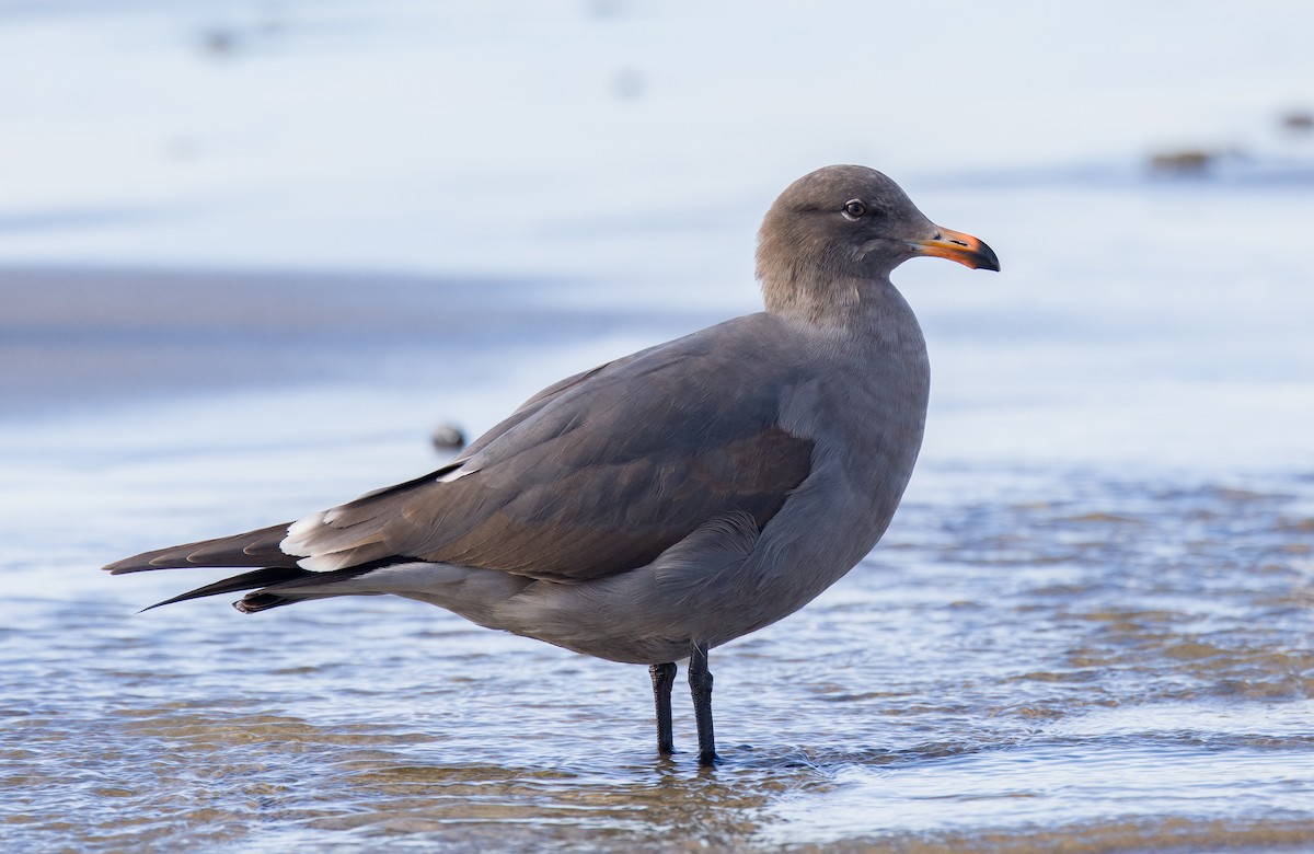 Heermann's Gull - ML613492061