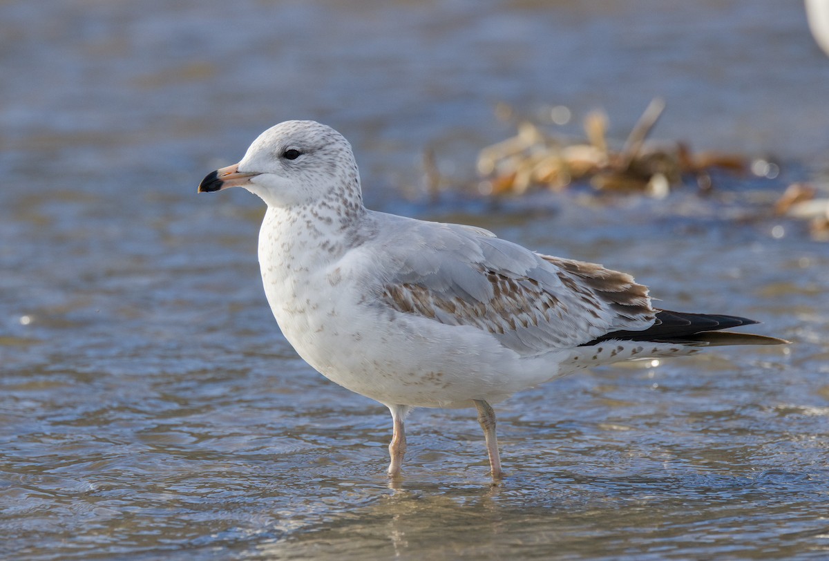 Ring-billed Gull - ML613492071