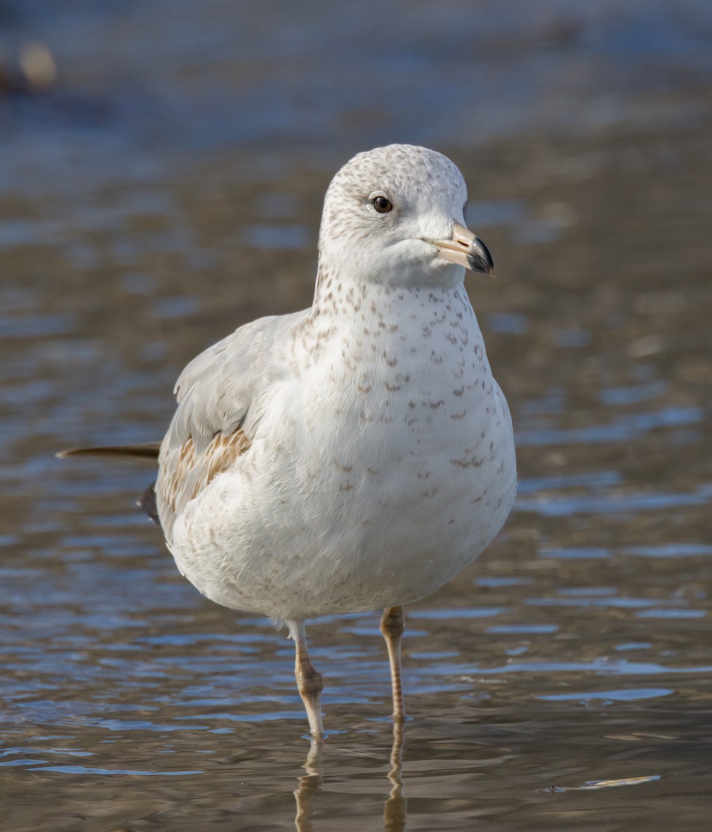 Ring-billed Gull - ML613492078