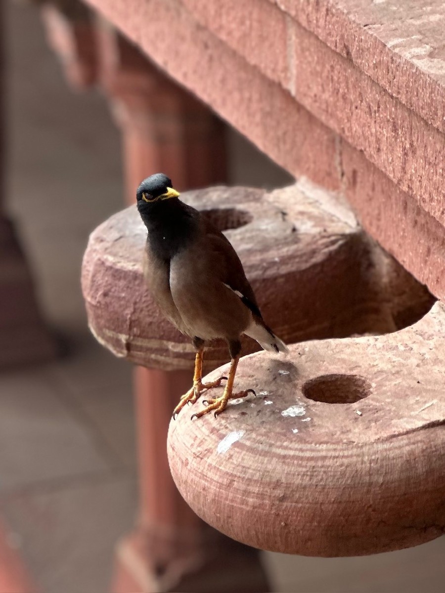 Common Myna - ML613492116