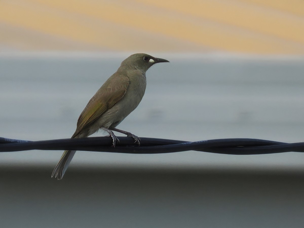 White-gaped Honeyeater - ML613492180