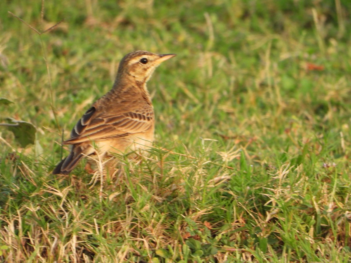 Tawny Pipit - ML613492215