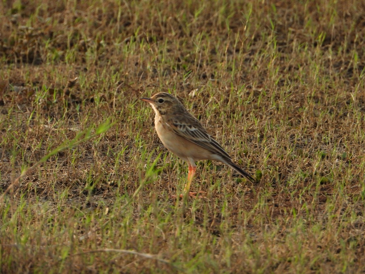 Pipit rousseline - ML613492220