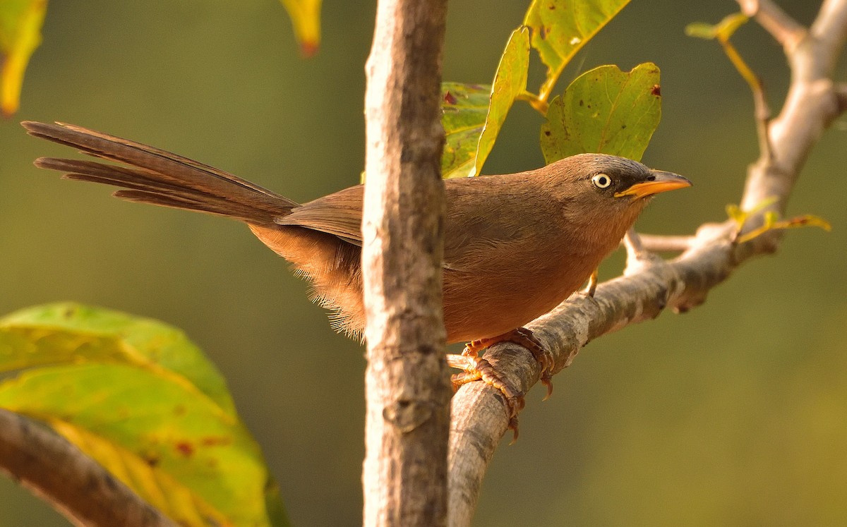 Rufous Babbler - ML613492233