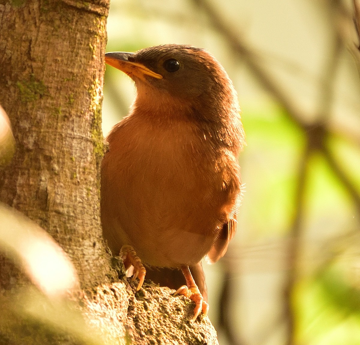 Rufous Babbler - ML613492237