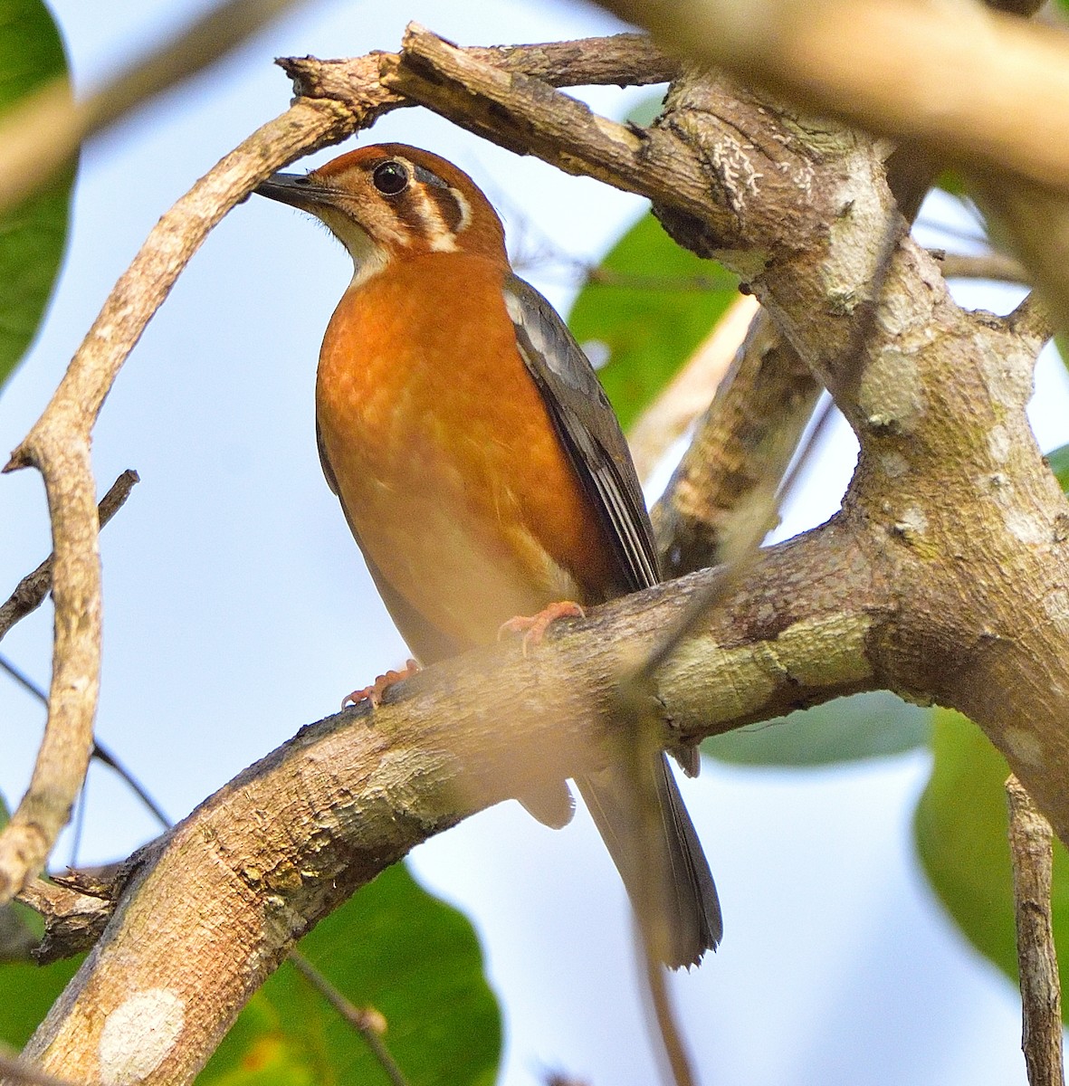 Orange-headed Thrush - ML613492251