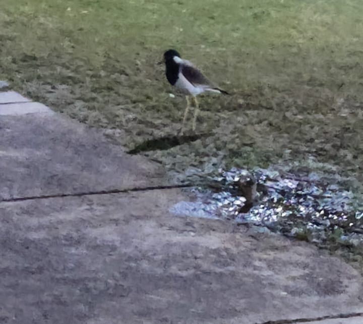 Red-wattled Lapwing - ML613492287