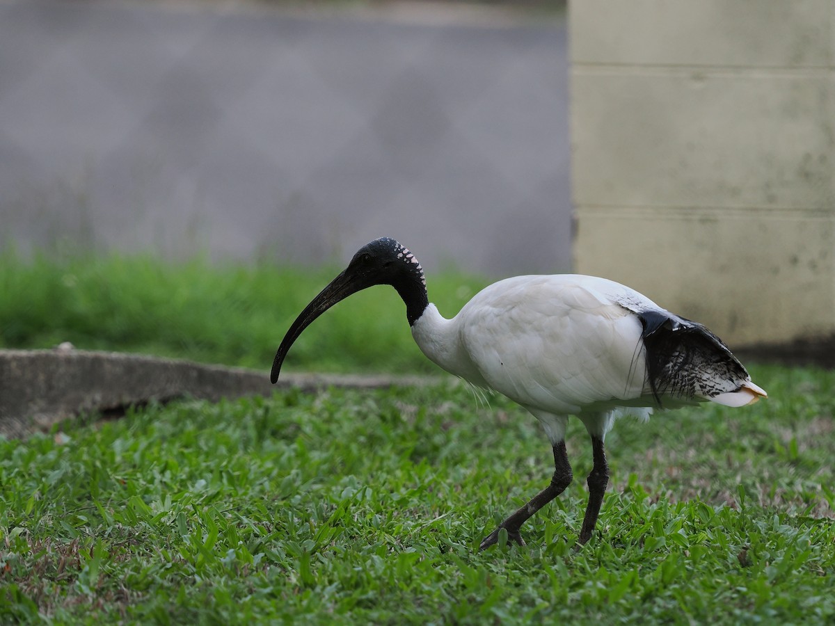 ibis australský - ML613492291