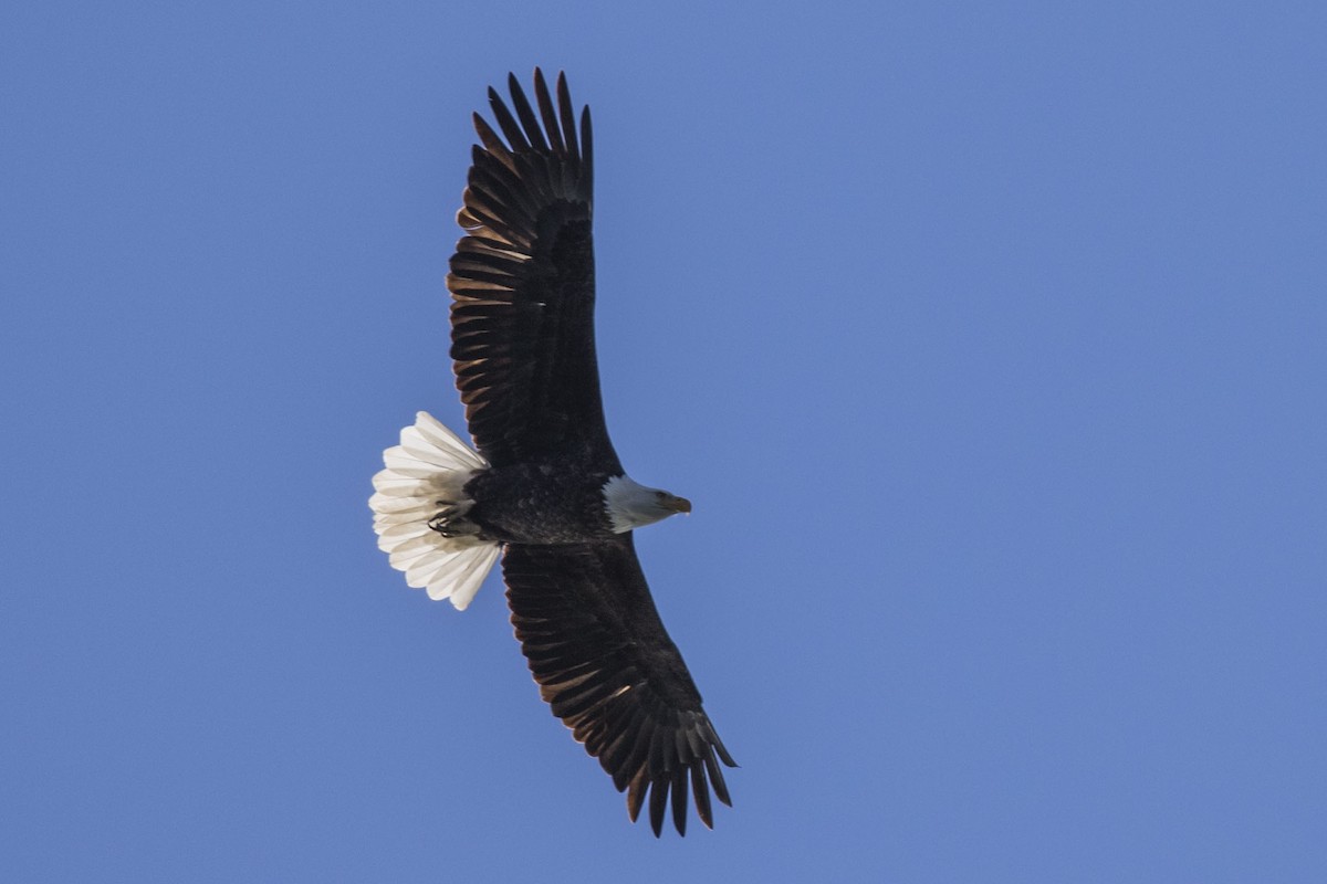 Bald Eagle - ML613492340