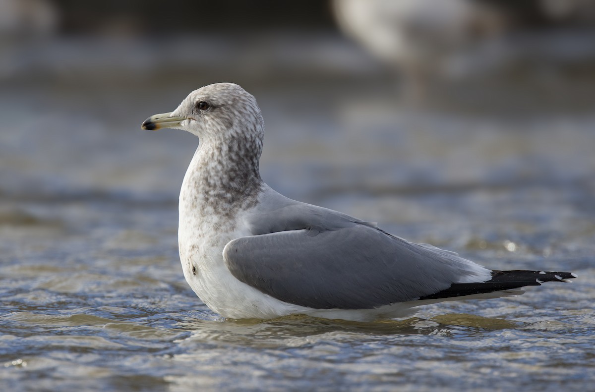 California Gull - ML613492357