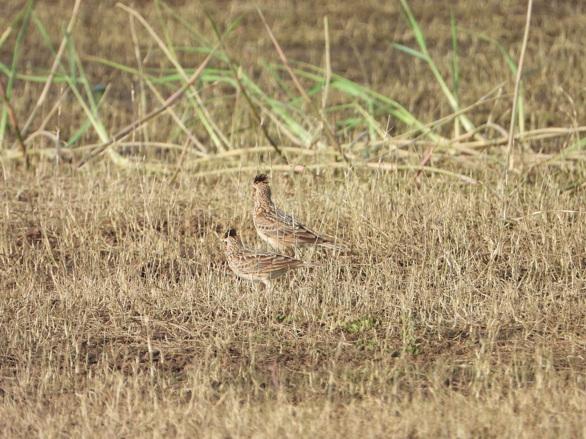 Tawny Lark - Prakash G