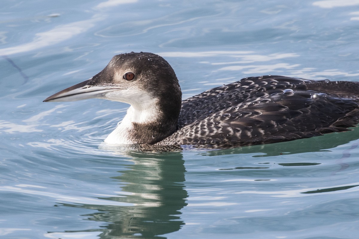 Common Loon - ML613492368