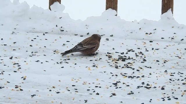 grånakkefjellfink - ML613492380