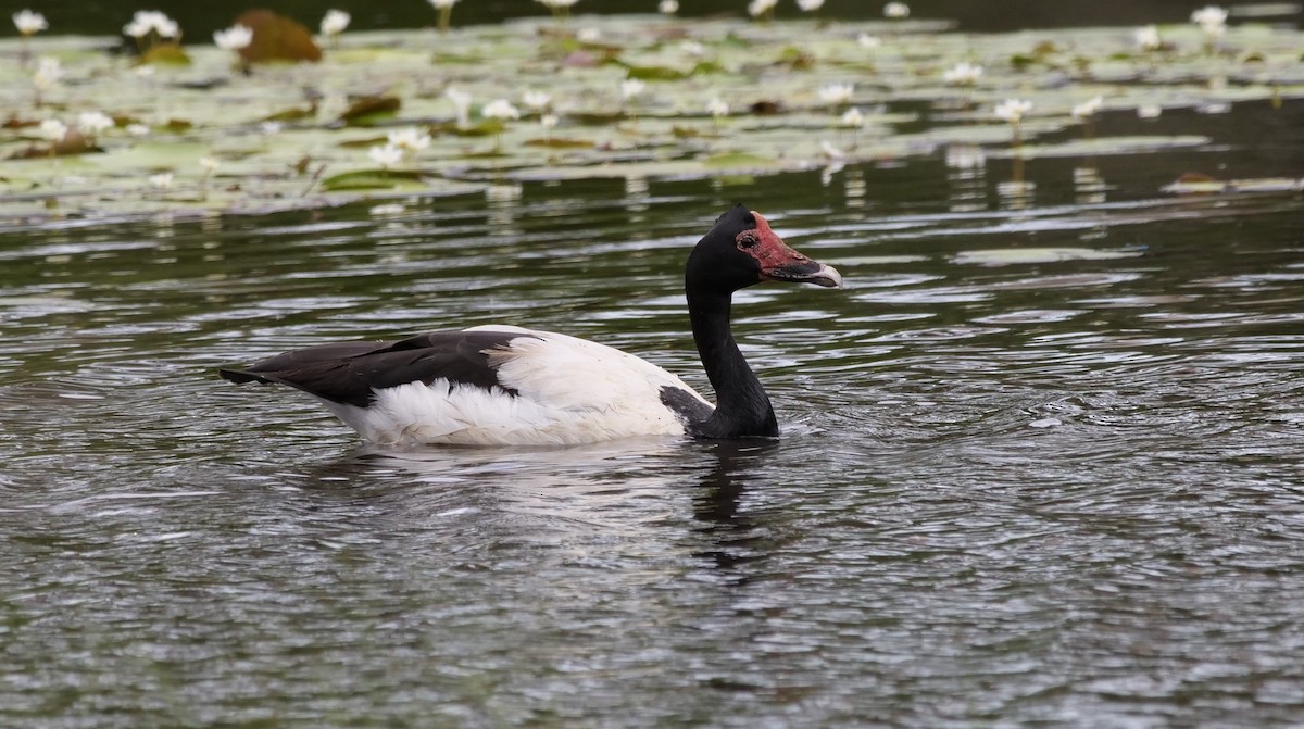 Magpie Goose - ML613492395