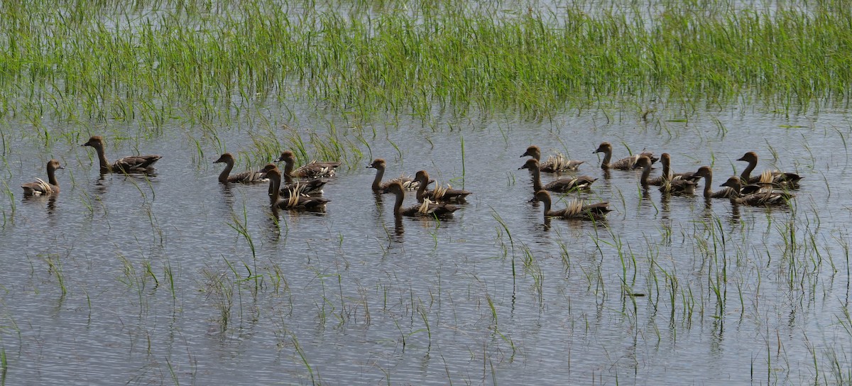 Plumed Whistling-Duck - ML613492425