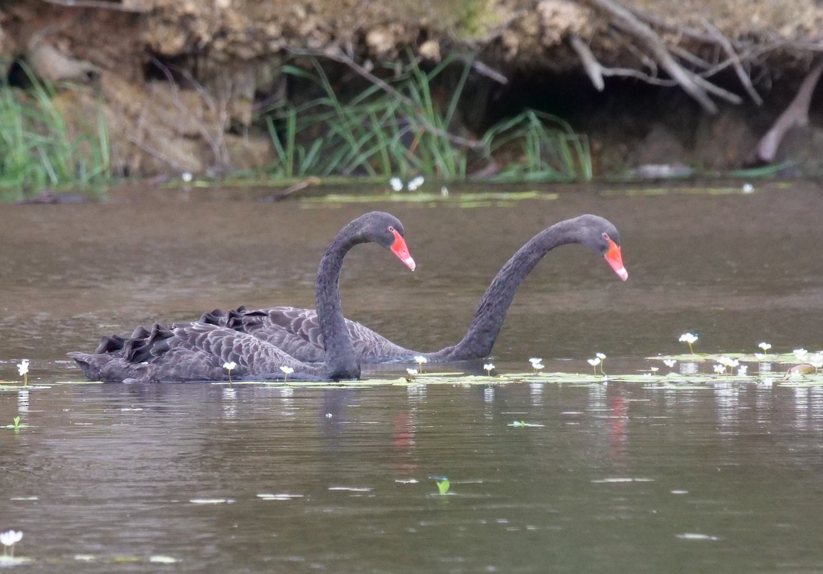 Black Swan - ML613492435