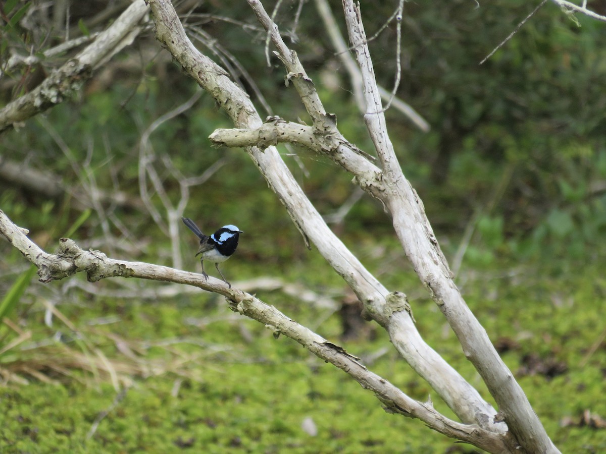 Superb Fairywren - Albert Ross