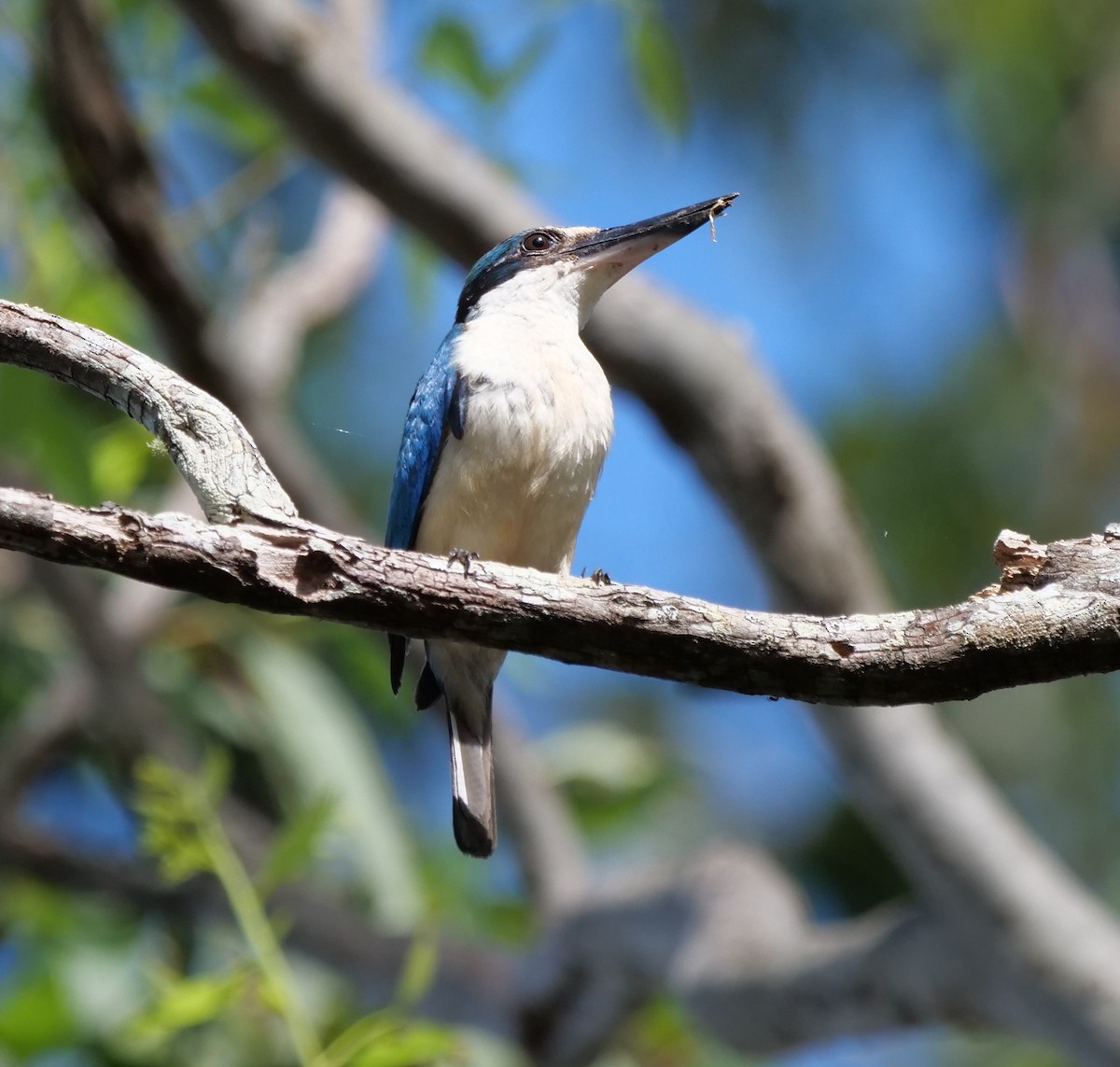 Sacred Kingfisher - ML613492449