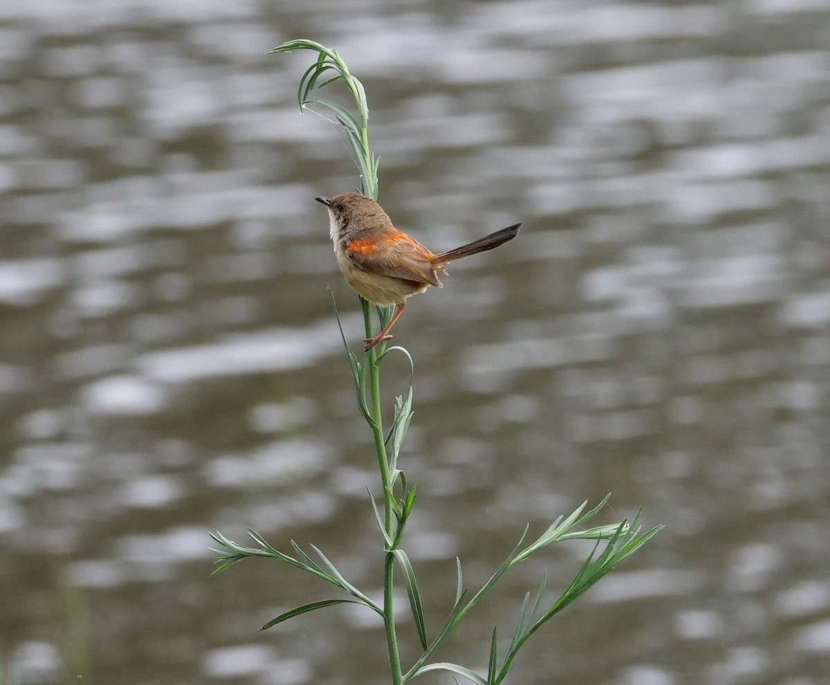 Red-backed Fairywren - ML613492469