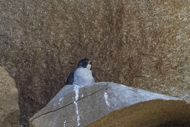 Peregrine Falcon - ML613492471