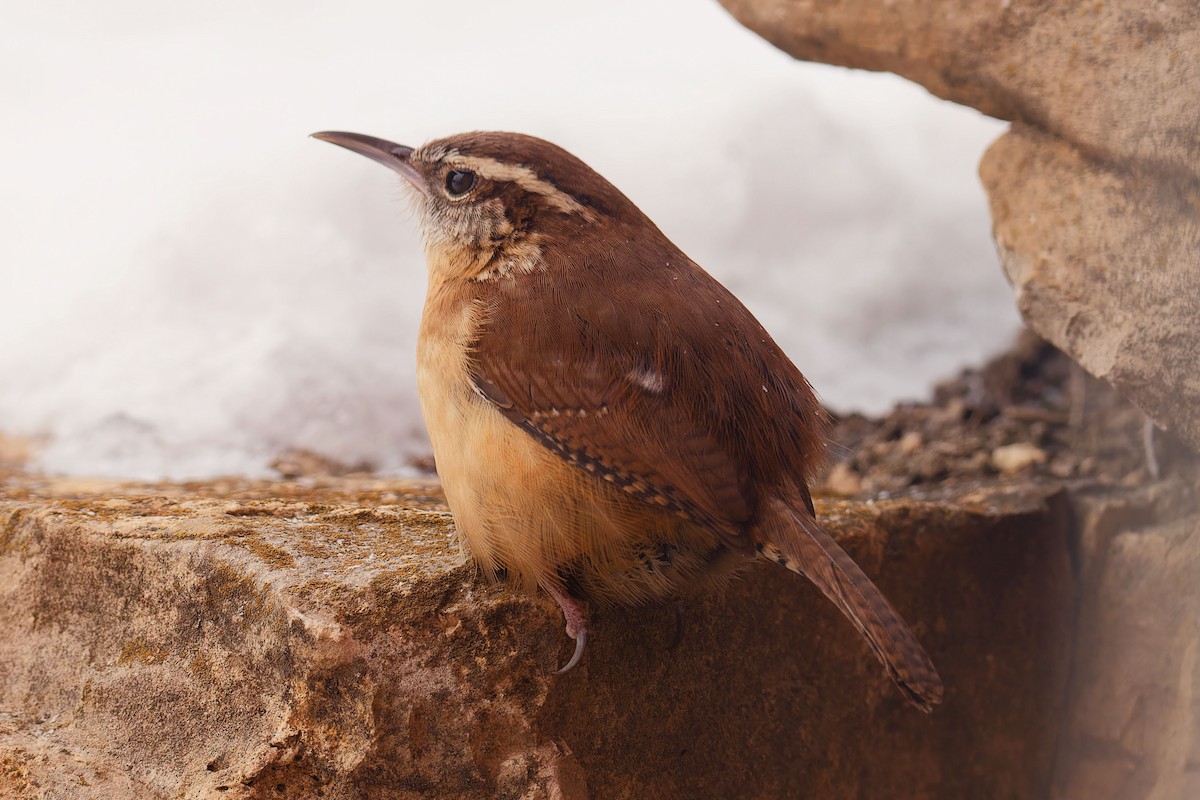 Carolina Wren - Garold Sneegas