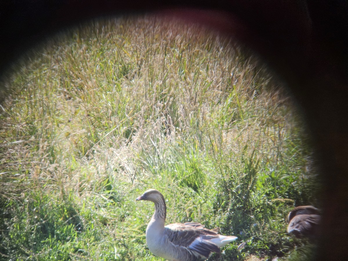 Graylag Goose - ML613492495