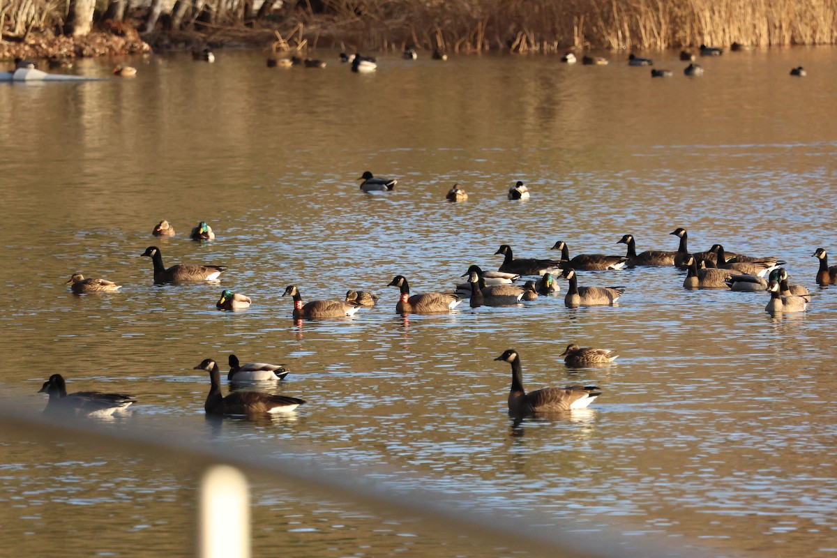 berneška velká (ssp. occidentalis/fulva) - ML613492633