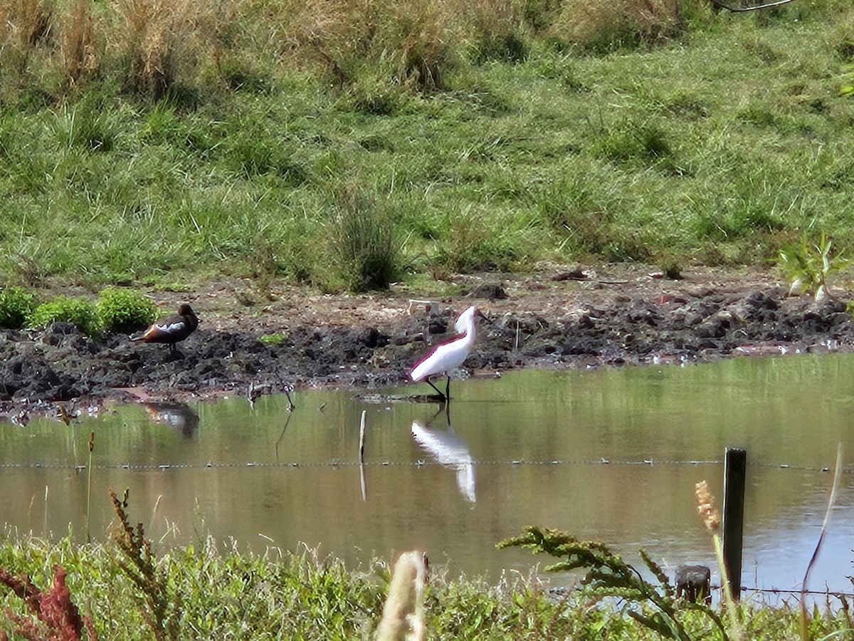 Royal Spoonbill - ML613492657